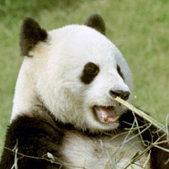 LE PANDA GEANT
